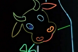 neonowa krowa